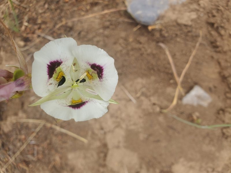 Calochortus eurycarpus, photographed by Kate