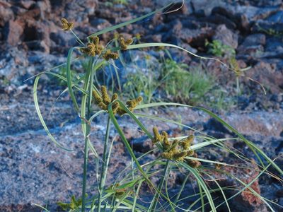 Cyperus anderssonii, photographed by Annika Lindqvist