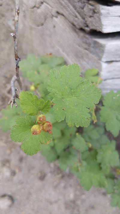Ribes erythrocarpum, photographed by Noland Martin