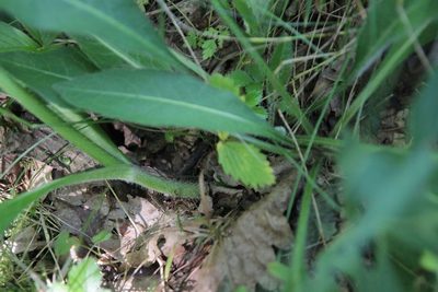 Knautia arvernensis, photographed by Olivier Argagnon