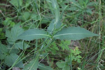 Knautia arvernensis, photographed by Olivier Argagnon