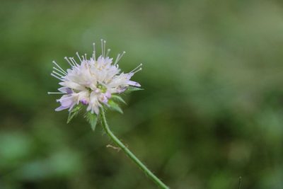 Knautia arvernensis, photographed by Olivier Argagnon