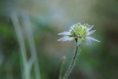 Knautia arvernensis, photographed by Olivier Argagnon