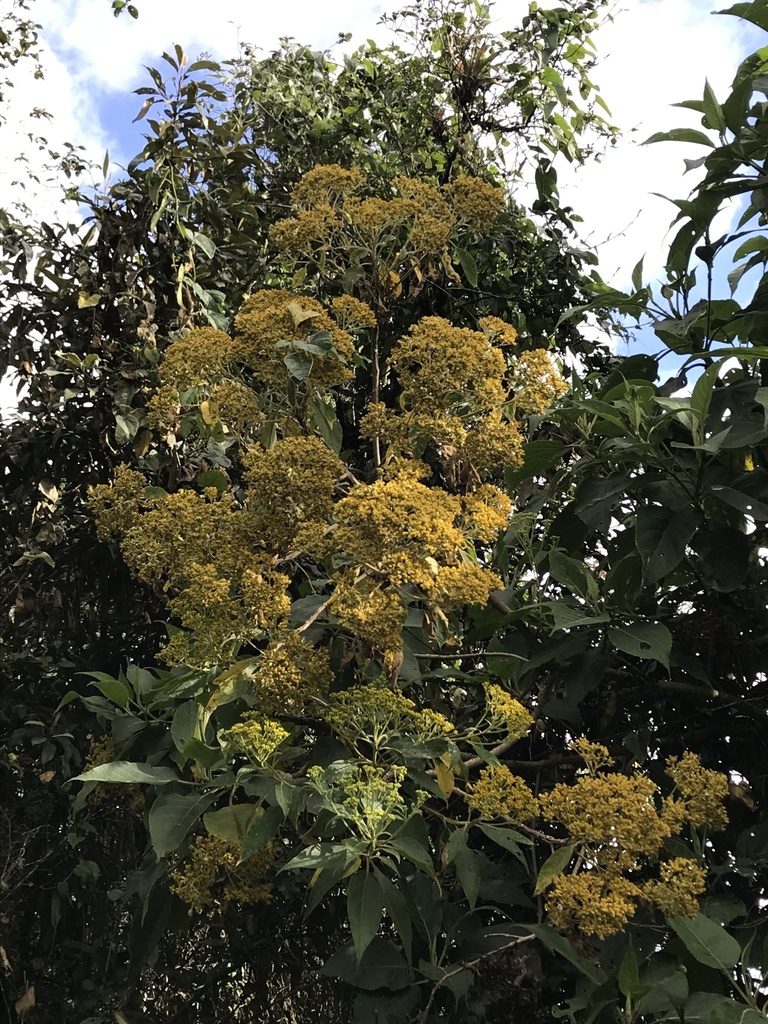 Verbesina crassiramea, photographed by Nicolás Baresch Uribe