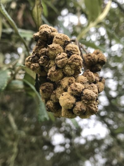Buddleja incana, photographed by Nicolás Baresch Uribe