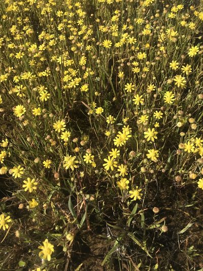Blennosperma bakeri, photographed by Conner Cimmiyotti