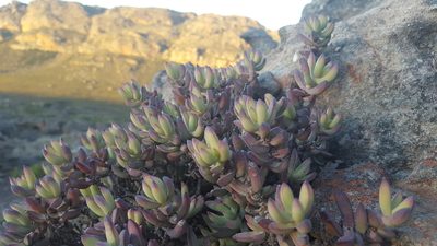 Crassula brevifolia, photographed by Tim Kirsten