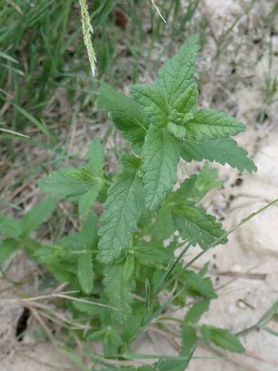 Teucrium scordium, photographed by David Delon