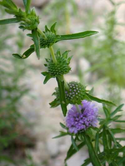 Mentha cervina, photographed by David Delon