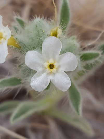Oreocarya oblata, photographed by Alex Abair