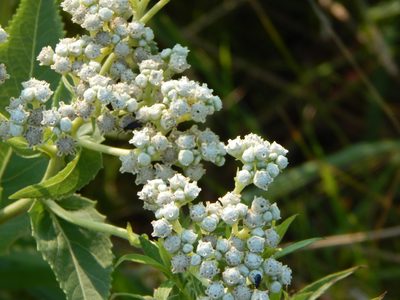 Parthenium integrifolium, photographed by Tom Lazar