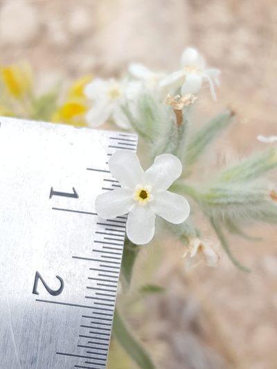 Oreocarya oblata, photographed by Alex Abair