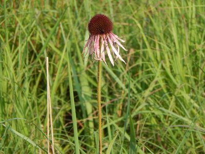 Echinacea pallida, photographed by Tom Lazar