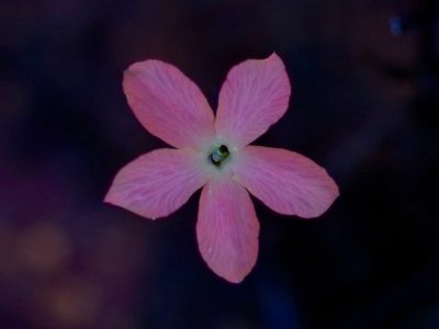 Menodora longiflora, photographed by Michelle W. （鍾偉瑋）