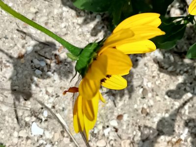 Helianthus petiolaris, photographed by José Gerardo Velasco