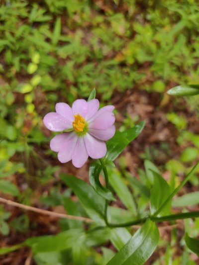 Sabatia capitata, photographed by Niyan Shehan