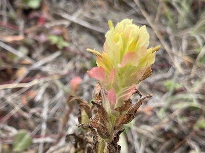 Castilleja wightii, photographed by rappman