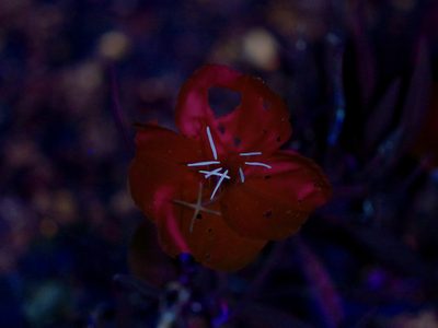 Oenothera macrocarpa, photographed by Michelle W. （鍾偉瑋）