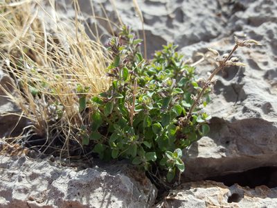Hedeoma nana, photographed by Alex Abair