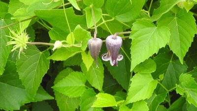 Clematis pitcheri, photographed by saltyhiker