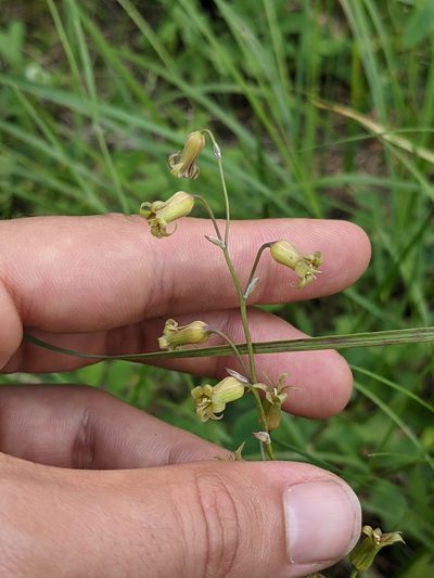 Anticlea occidentalis, photographed by Nart Barileva