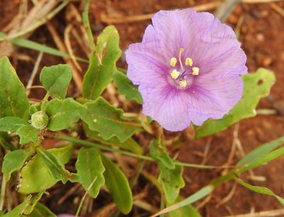 Quincula lobata, photographed by saltyhiker