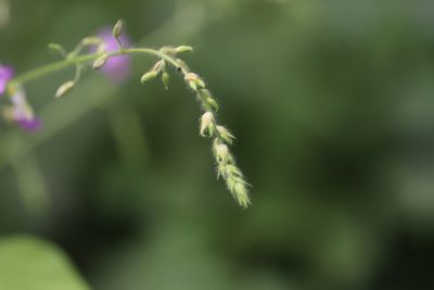 Desmodium canescens, photographed by Steven Bodzin