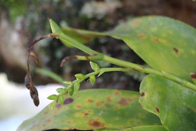 Catopsis sessiliflora, photographed by Andrés Ramírez-Barrera