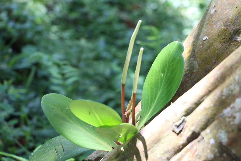 Peperomia obtusifolia, photographed by Andrés Ramírez-Barrera
