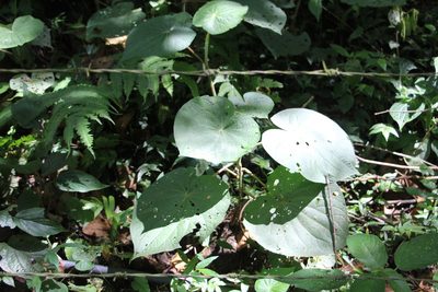 Piper umbellatum, photographed by Andrés Ramírez-Barrera