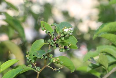 Muehlenbeckia tamnifolia, photographed by Andrés Ramírez-Barrera