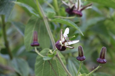 Passiflora bogotensis, photographed by Andrés Ramírez-Barrera