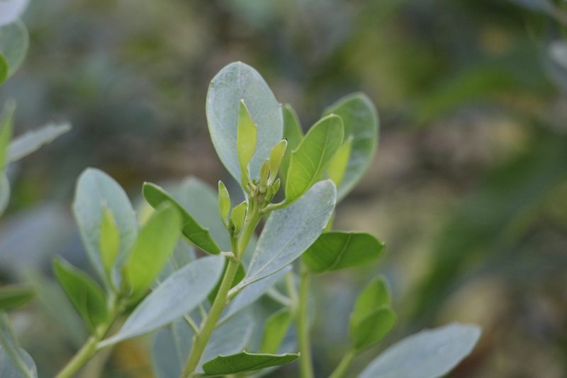 Baccharis macrantha, photographed by Andrés Ramírez-Barrera