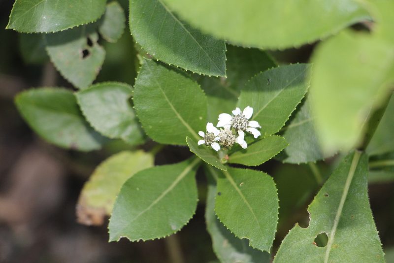 Verbesina centroboyacana, photographed by Andrés Ramírez-Barrera