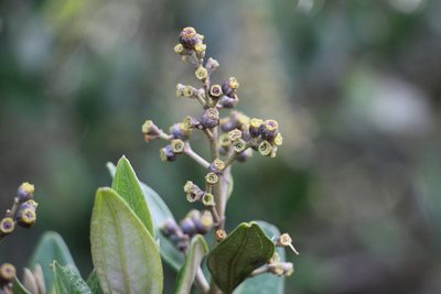 Miconia squamulosa, photographed by Andrés Ramírez-Barrera