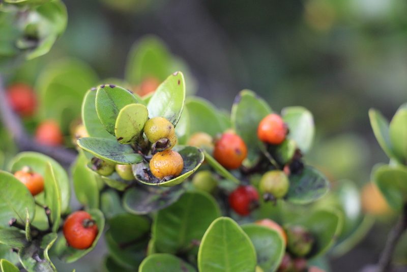 Myrcianthes leucoxyla, photographed by Andrés Ramírez-Barrera