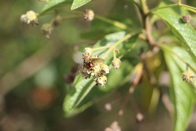 Lippia hirsuta, photographed by Andrés Ramírez-Barrera