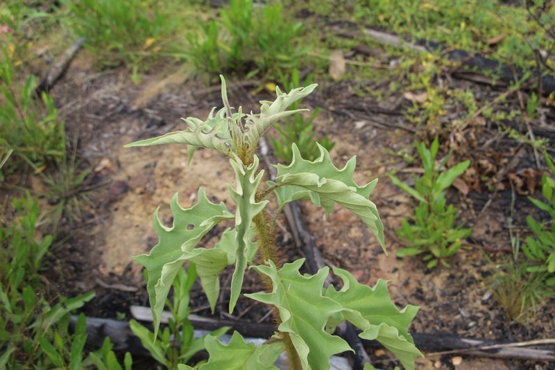 Solanum crinitipes, photographed by Andrés Ramírez-Barrera