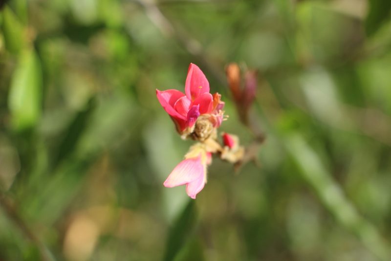 Galactia lindenii, photographed by Andrés Ramírez-Barrera