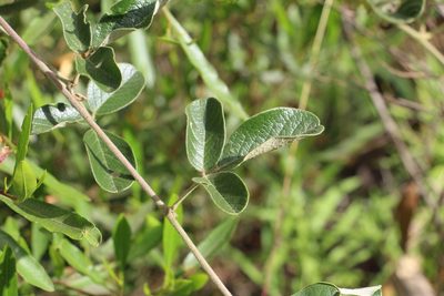 Galactia lindenii, photographed by Andrés Ramírez-Barrera