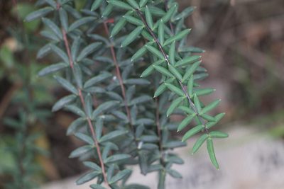 Pellaea ternifolia, photographed by Andrés Ramírez-Barrera