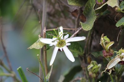 Passiflora bogotensis, photographed by Andrés Ramírez-Barrera