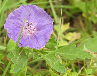 Quincula lobata, photographed by saltyhiker