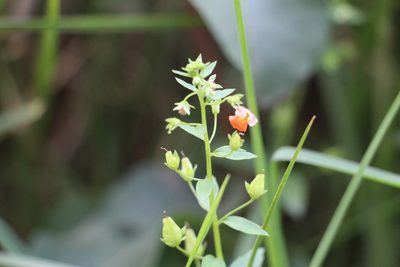Alonsoa meridionalis, photographed by Andrés Ramírez-Barrera