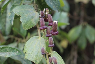 Passiflora bogotensis, photographed by Andrés Ramírez-Barrera