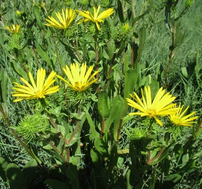 Grindelia integrifolia, photographed by sprcrkwild