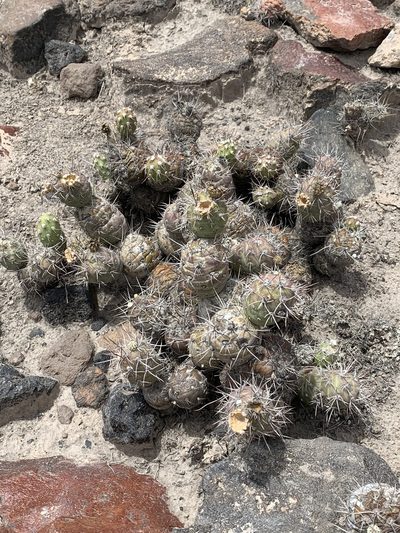 Cumulopuntia sphaerica, photographed by Ernesto Fernandez Polcuch