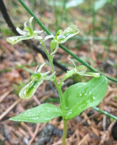 Neottia borealis, photographed by Trevor Van Loon