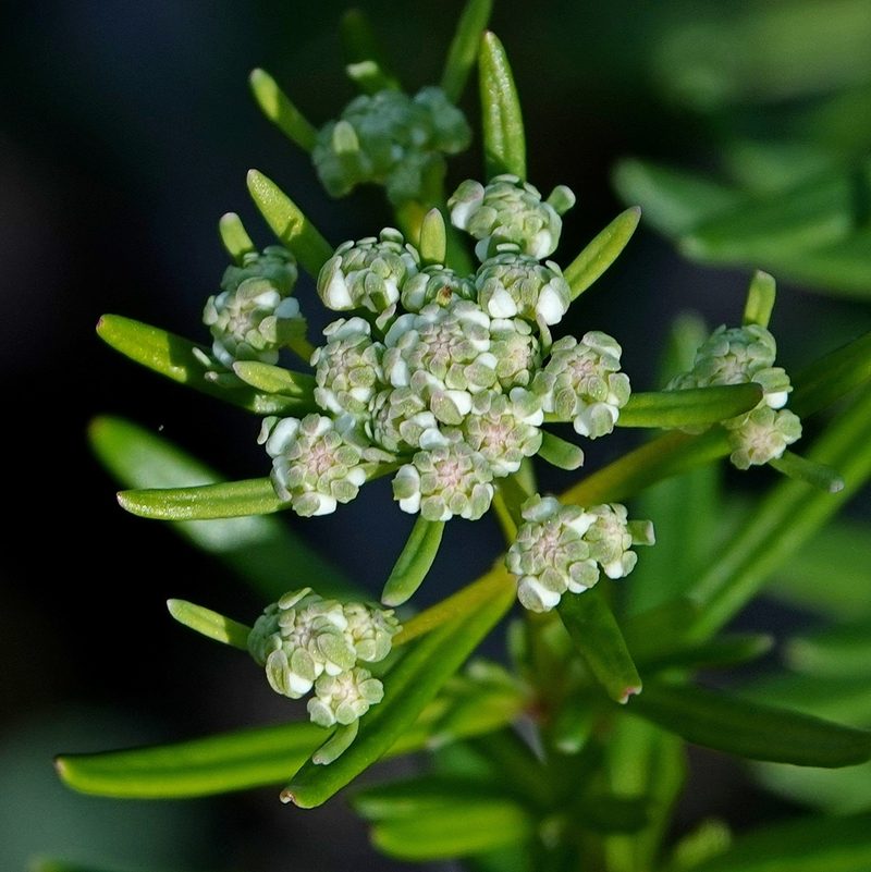Poranthera corymbosa, photographed by Max Campbell