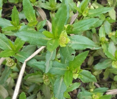 Enydra sessilifolia, photographed by Ellky Arteta Paredes